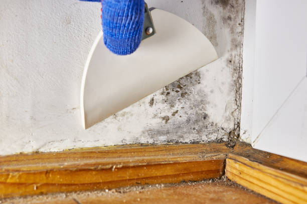 Best Commercial Mold Inspection  in Obion, TN