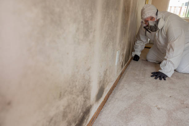 Best Crawl Space Mold Remediation  in Obion, TN